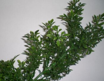 Tealeaf-slinger 270cm.(extra fijn) groen