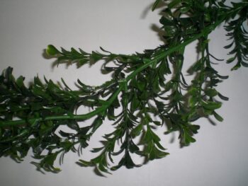 buxus-slinger 270cm. (fijn blad) groen