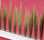 Dalebrook deco-stroken, GB-38 [25cm] gras-sprieten, zwarte basis