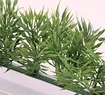 Dalebrook deco-stroken, G-44 [25cm] liguster-struikjes